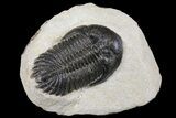 Detailed Hollardops Trilobite - Visible Eye Facets #154324-1